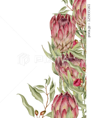 Pink protea tropical flower, eucalyptus branch watercolor illustration on white background. Template for textile, fabric, wallpaper, card, packaging, party, perfume, home fragrance. Pink protea tropical flower, eucalyptus branch watercolor illustration on white background. Template for textile, fabric, wallpaper, card, packaging, party, perfume, home fragrance. 125935161