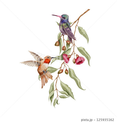 Tropical Hummingbirds sit and fly on branch eucalyptus with pink flowers on white background. Watercolor illustration for textile, fabric, wallpaper, card, packaging, party. 125935162