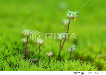 ゼニゴケの花 胞子嚢 ゼニゴケの花 胞子嚢 125935198