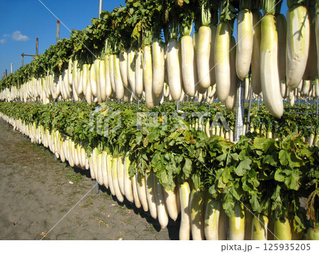 収穫した大根 125935205