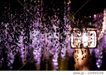 ライトアップされた藤棚 ライトアップされた藤棚 125935239