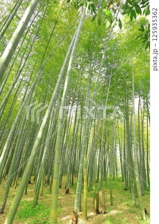栃木県宇都宮市 若竹の杜　孟宗竹の竹林 125935362