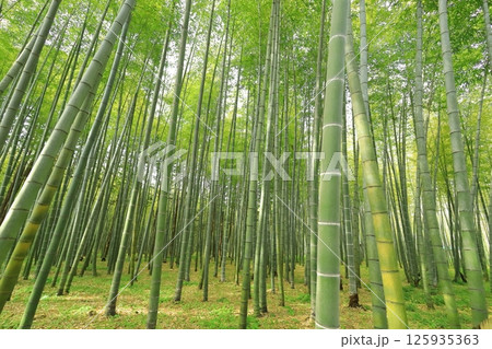 栃木県宇都宮市 若竹の杜　孟宗竹の竹林 125935363