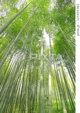 栃木県宇都宮市 若竹の杜 孟宗竹の竹林 栃木県宇都宮市 若竹の杜 孟宗竹の竹林 125935365
