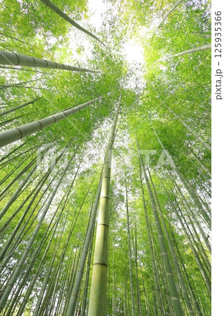 栃木県宇都宮市 若竹の杜 孟宗竹の竹林 栃木県宇都宮市 若竹の杜 孟宗竹の竹林 125935366