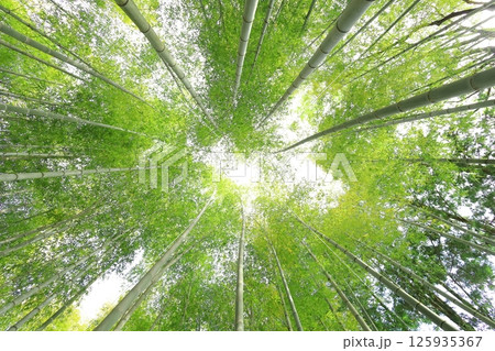 栃木県宇都宮市 若竹の杜 孟宗竹の竹林 栃木県宇都宮市 若竹の杜 孟宗竹の竹林 125935367
