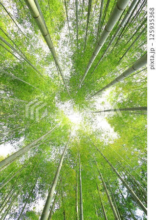 栃木県宇都宮市 若竹の杜　孟宗竹の竹林 125935368