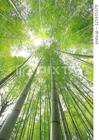 栃木県宇都宮市 若竹の杜　孟宗竹の竹林 125935370