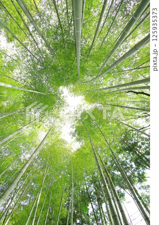 栃木県宇都宮市 若竹の杜 孟宗竹の竹林 栃木県宇都宮市 若竹の杜 孟宗竹の竹林 125935373