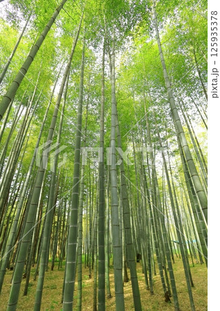 栃木県宇都宮市 若竹の杜　孟宗竹の竹林 125935378