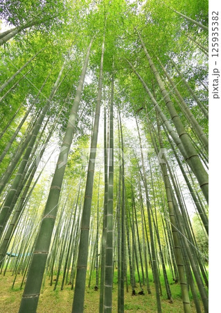 栃木県宇都宮市 若竹の杜 孟宗竹の竹林 栃木県宇都宮市 若竹の杜 孟宗竹の竹林 125935382