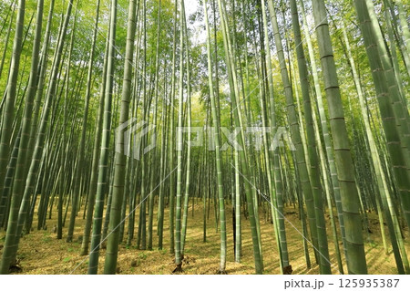 栃木県宇都宮市 若竹の杜 孟宗竹の竹林 栃木県宇都宮市 若竹の杜 孟宗竹の竹林 125935387