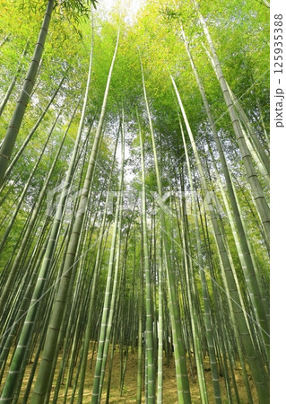 栃木県宇都宮市 若竹の杜　孟宗竹の竹林 125935388