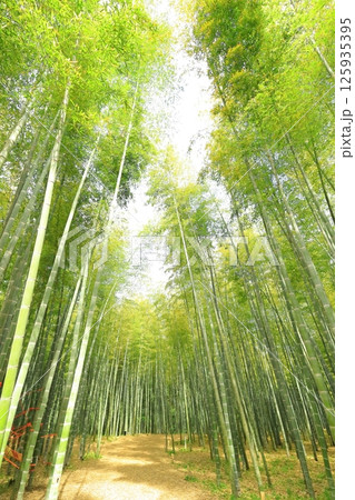 栃木県宇都宮市 若竹の杜 孟宗竹の竹林 栃木県宇都宮市 若竹の杜 孟宗竹の竹林 125935395