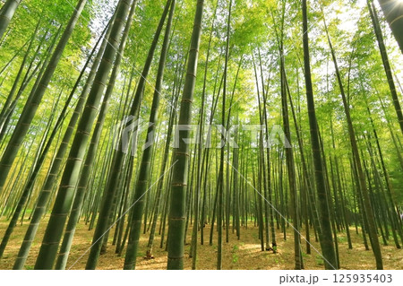 栃木県宇都宮市 若竹の杜 孟宗竹の竹林 栃木県宇都宮市 若竹の杜 孟宗竹の竹林 125935403