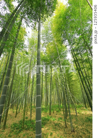 栃木県宇都宮市 若竹の杜 孟宗竹の竹林 栃木県宇都宮市 若竹の杜 孟宗竹の竹林 125935406
