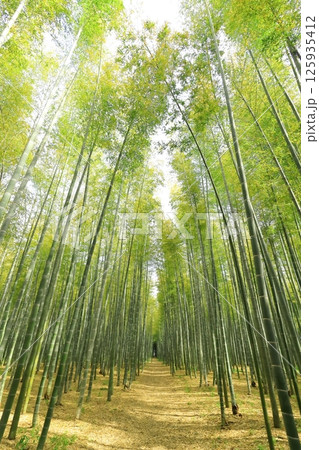 栃木県宇都宮市 若竹の杜 孟宗竹の竹林 栃木県宇都宮市 若竹の杜 孟宗竹の竹林 125935412