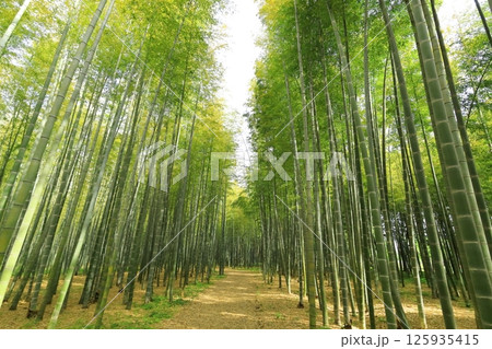 栃木県宇都宮市 若竹の杜　孟宗竹の竹林 125935415