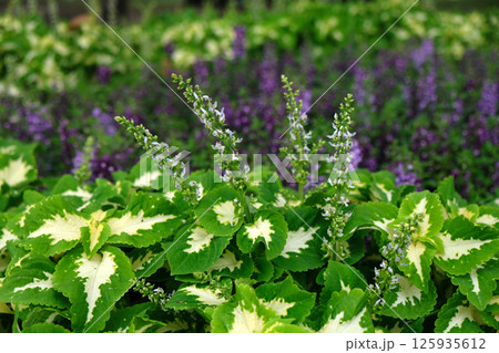 Coleus plants with some flowers ready to blossom Coleus plants with some flowers ready to blossom 125935612