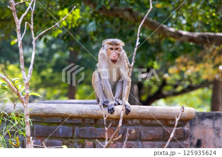 Wild toque macaque sitting on a wall in the jungle 125935624