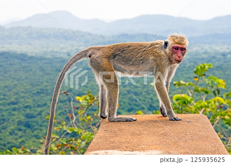 Wild toque macaque sitting on a wall in the jungle 125935625