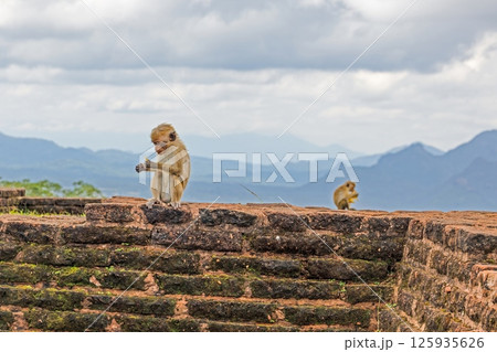Wild toque macaque sitting on a wall in the jungle 125935626