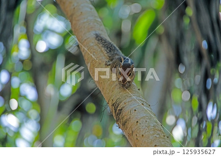 Indian palm squirrel crawling on a tree in natural habitat 125935627