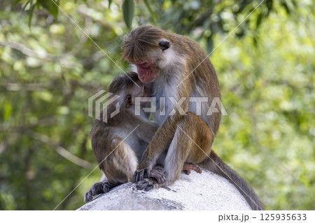Toque macaque mother caring for her baby on stone Toque macaque mother caring for her baby on stone 125935633