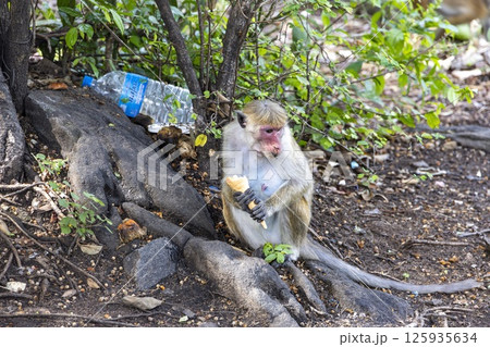 Wild toque macaque sitting on a wall in the jungle 125935634