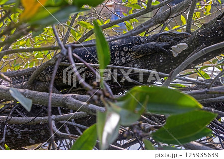Large water monitor lizard camouflaged in branches Large water monitor lizard camouflaged in branches 125935639