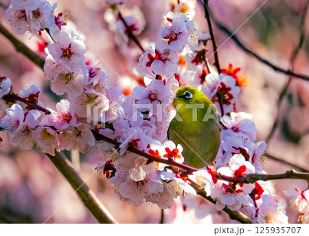 桜の蜜を吸うメジロ 125935707