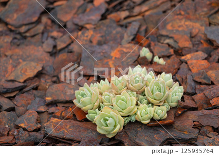 錆びている鉄かれ出る緑の植物 125935764
