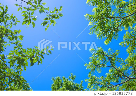 夏の木の葉、青い空に美しく新鮮な緑の葉をイメージ 125935778