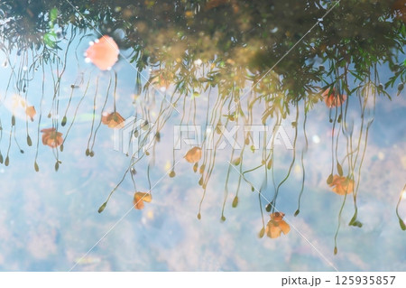 水面に映るナガミヒナゲシの花 淡いイメージ 水面に映るナガミヒナゲシの花 淡いイメージ 125935857