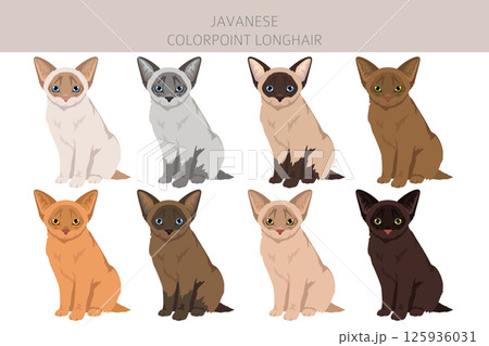 Javanese cat clipart. Colorpoint Longhair cats all coat colors set.  All cat breeds characteristics infographic 125936031