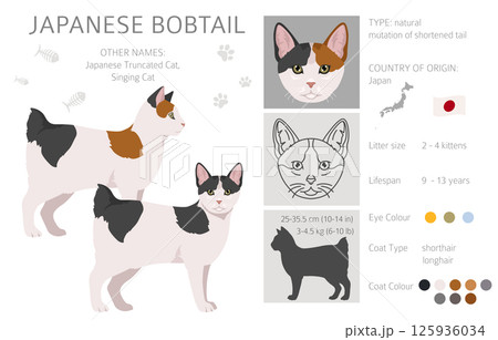 Japanese bobtail cat clipart. All cat breeds characteristics infographic Japanese bobtail cat clipart. All cat breeds characteristics infographic 125936034
