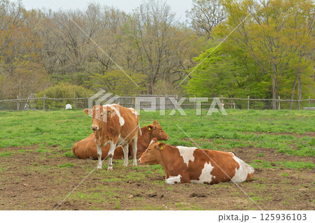 那須高原・南ヶ丘牧場 125936103