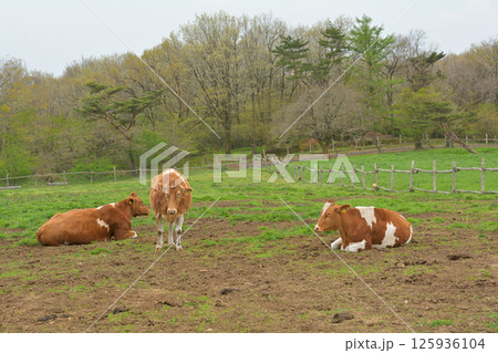 那須高原・南ヶ丘牧場 125936104
