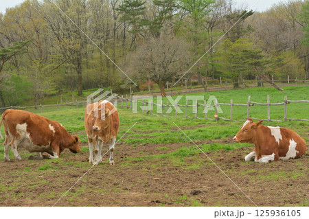 那須高原・南ヶ丘牧場 125936105