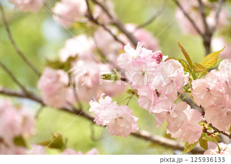華やかなピンクの桜 糸括 華やかなピンクの桜 糸括 125936133