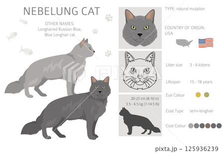Nebelung Cat clipart. All coat colors set.  All cat breeds characteristics infographic 125936239