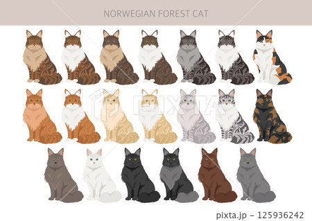 Norwegian Forest Cat clipart. All coat colors set.  All cat breeds characteristics infographic 125936242