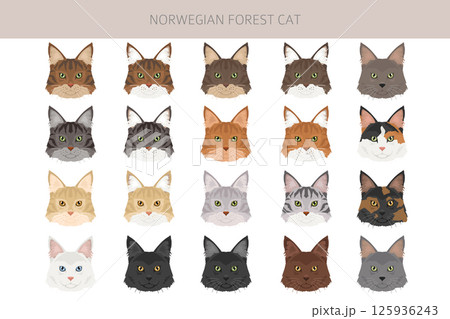 Norwegian Forest Cat clipart. All coat colors set.  All cat breeds characteristics infographic 125936243