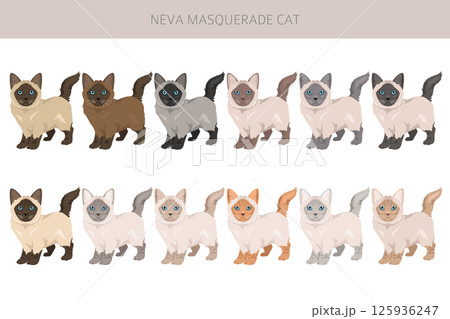 Neva Masquerade Cat clipart. All coat colors set.  All cat breeds characteristics infographic Neva Masquerade Cat clipart. All coat colors set.  All cat breeds characteristics infographic 125936247