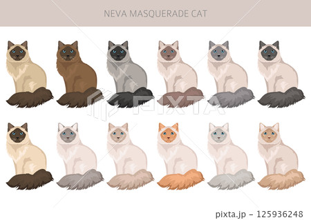 Neva Masquerade Cat clipart. All coat colors set.  All cat breeds characteristics infographic 125936248