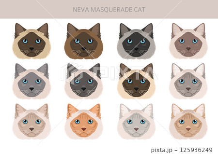 Neva Masquerade Cat clipart. All coat colors set.  All cat breeds characteristics infographic 125936249