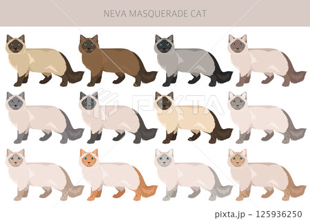 Neva Masquerade Cat clipart. All coat colors set. All cat breeds characteristics infographic Neva Masquerade Cat clipart. All coat colors set. All cat breeds characteristics infographic 125936250