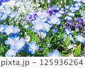 ネモフィラの可憐な世界 125936264