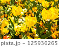 鮮やかな黄色が輝く庭園のチューリップ 125936265