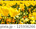 鮮やかな黄色が輝く庭園のチューリップ 125936266